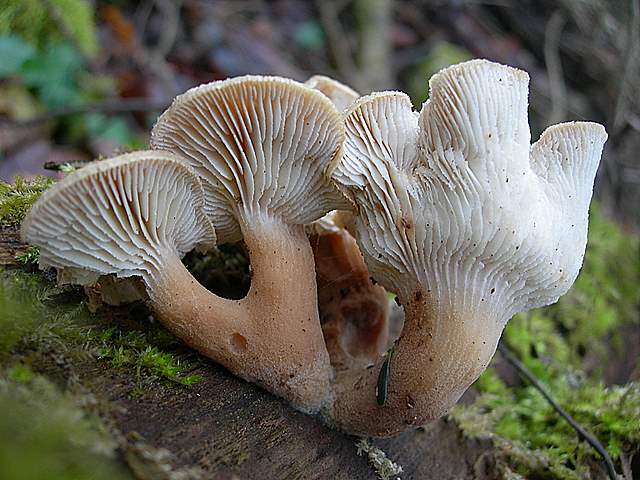 le  Specie  invernali  del  Leimental